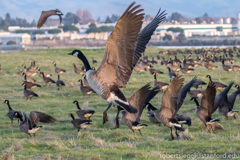 hayward regional shoreline